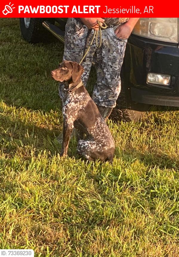 Lost Male Dog last seen Hwy 7 North Jessieville AR, Jessieville, AR 71949