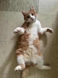 Lost Male Cat last seen North Franklin apmt, Greenville, SC 29617
