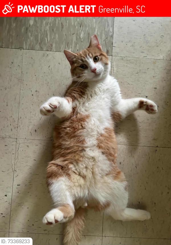 Lost Male Cat last seen North Franklin apmt, Greenville, SC 29617