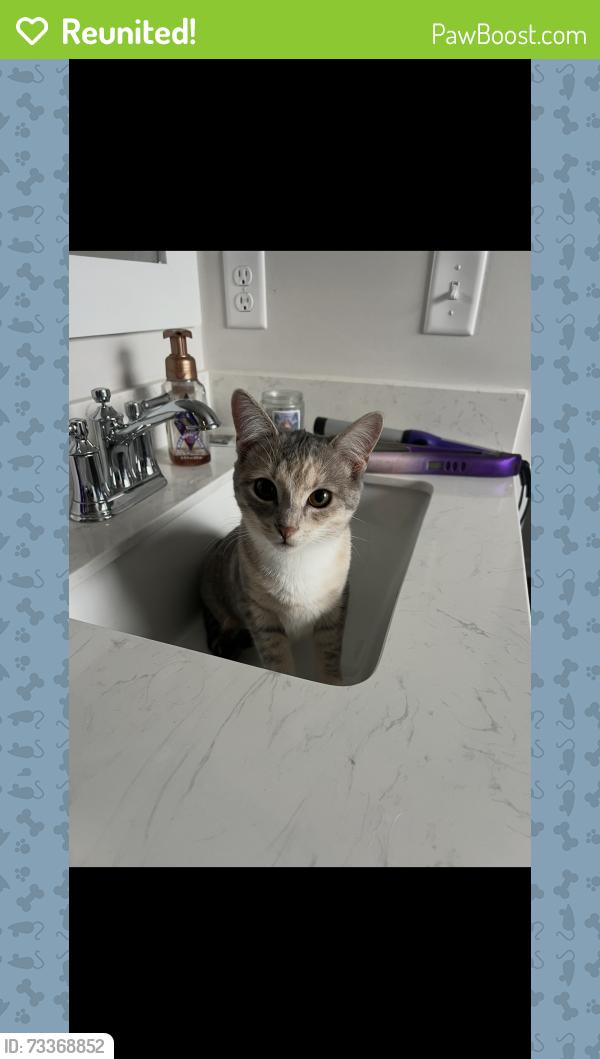 Reunited Female Cat last seen Little Kelly and NC 133, Pender County, NC 28457