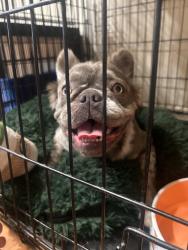 Found/Stray Female Dog last seen Meadows dr and Sonoma blvd, Vallejo, CA 94589