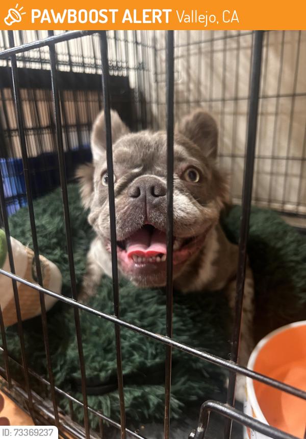 Found/Stray Female Dog last seen Meadows dr and Sonoma blvd, Vallejo, CA 94589