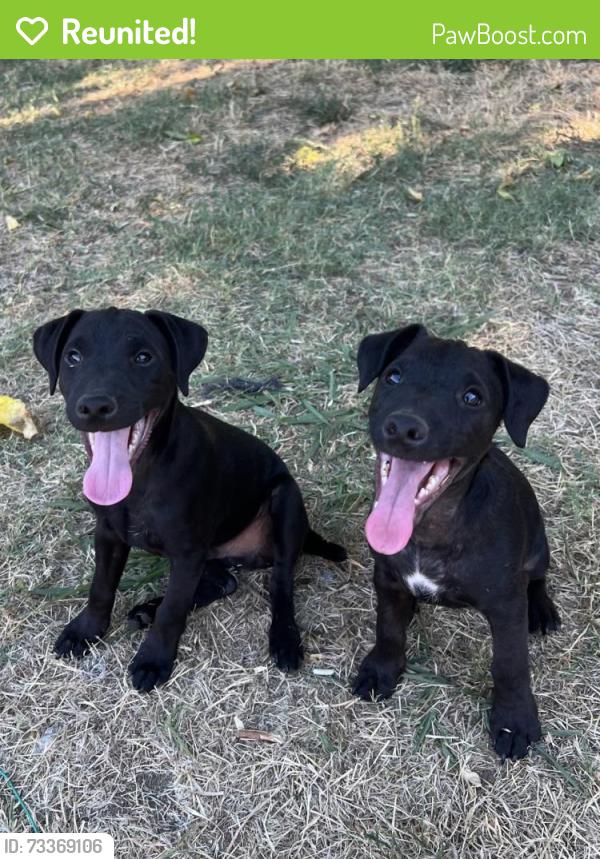 Reunited Male Dog last seen Madison Avenue & Dewey Drive, Sacramento County, CA 95608