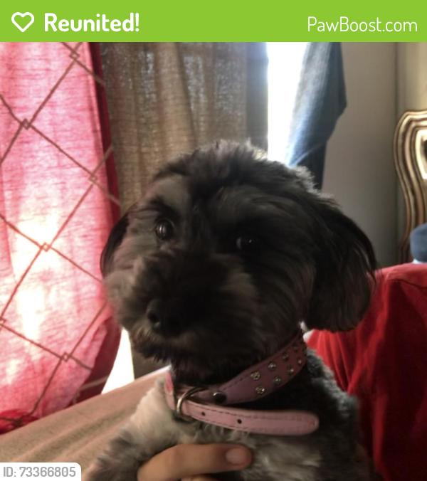 Reunited Female Dog last seen Joshua hills drive, Palmdale, CA 93550