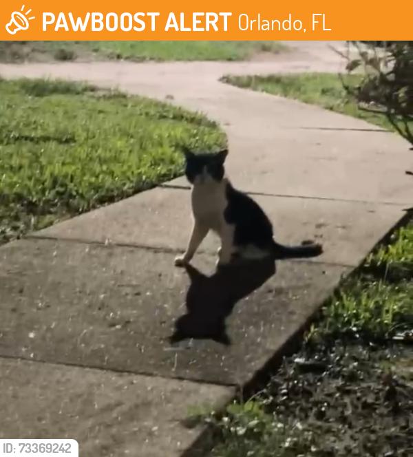 Found/Stray Female Cat last seen Apt 1602, Orlando, FL 32828