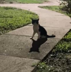 Found/Stray Female Cat last seen Apt 1602, Orlando, FL 32828