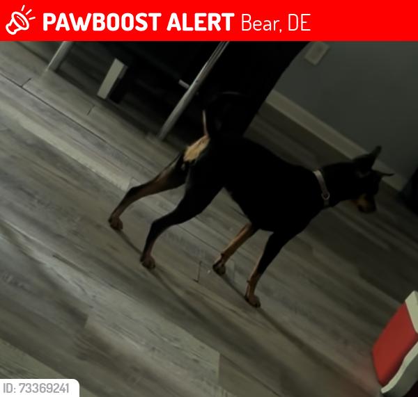 Lost Female Dog last seen Fox run apts bear Delaware, Bear, DE 19701