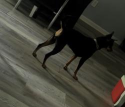 Lost Female Dog last seen Fox run apts bear Delaware, Bear, DE 19701