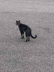 Found/Stray Male Cat last seen North Ridge Drive and Nadia Place, St. Albert, AB T8N 4H8