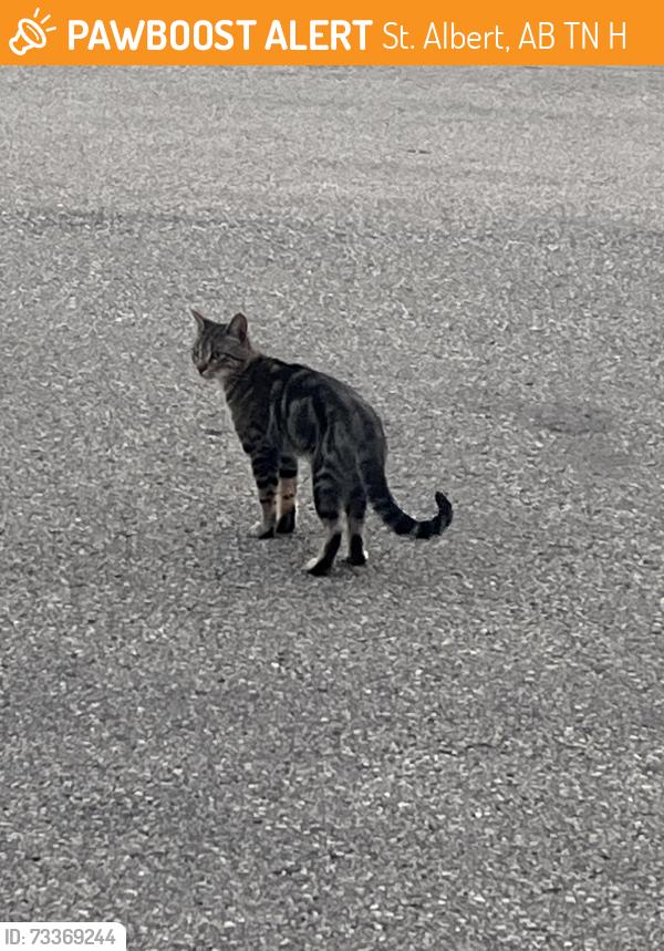 Found/Stray Male Cat last seen North Ridge Drive and Nadia Place, St. Albert, AB T8N 4H8