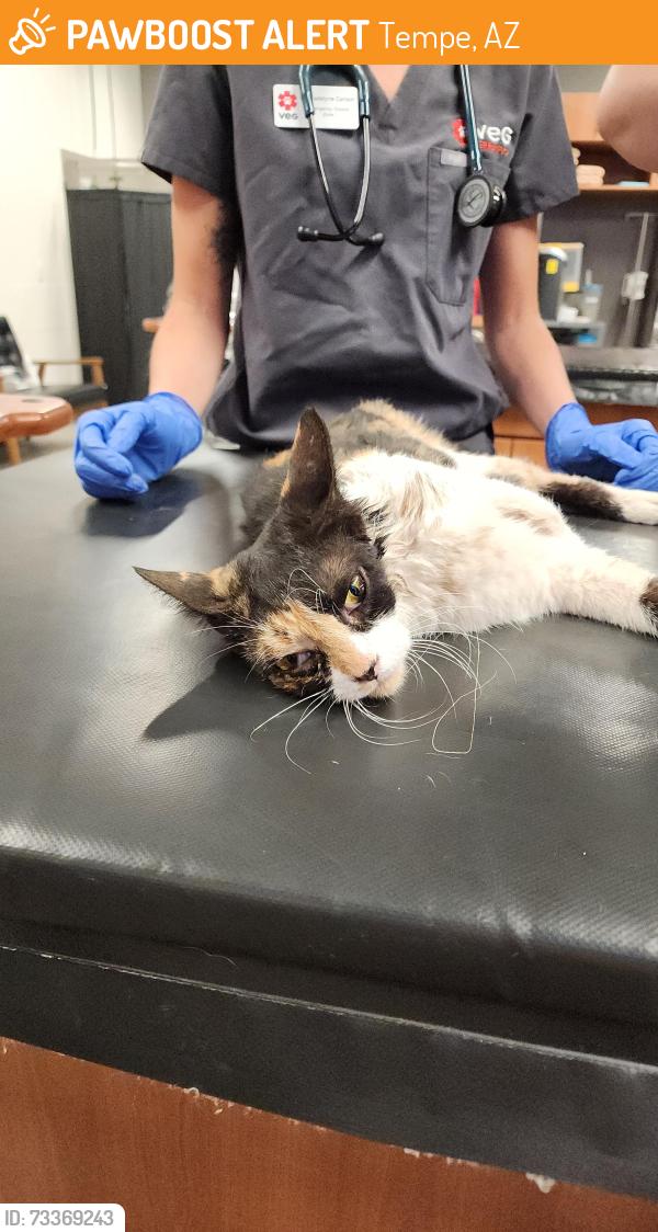 Found/Stray Female Cat last seen E Bell De Mar Dr & S Dorsey Ln, Tempe, AZ 85283