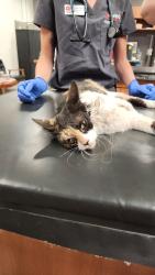 Found/Stray Female Cat last seen E Bell De Mar Dr & S Dorsey Ln, Tempe, AZ 85283