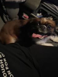 Found/Stray Male Dog last seen Hialeah, Hialeah, FL 33013