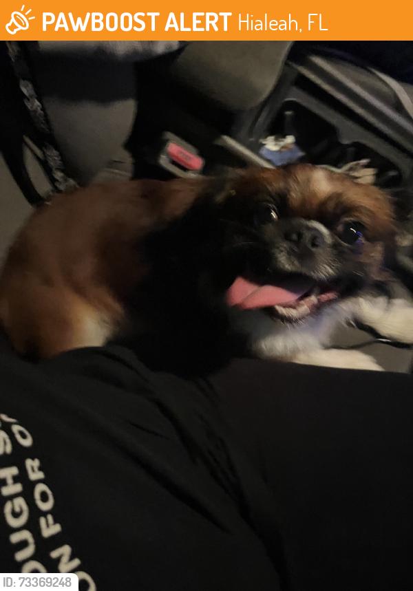 Found/Stray Male Dog last seen Hialeah, Hialeah, FL 33013