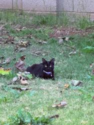 Lost Female Cat last seen 64th ave & rose ln, Glendale, AZ 85301