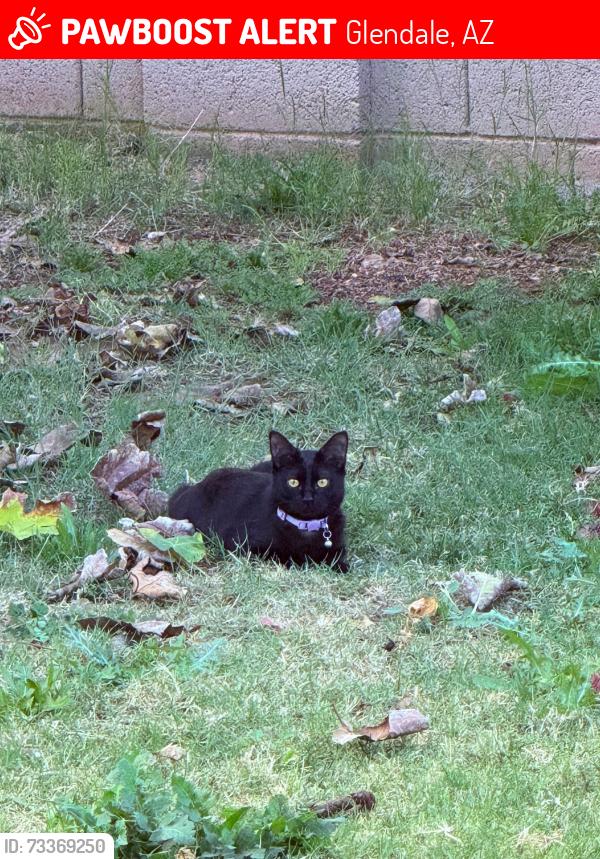 Lost Female Cat last seen 64th ave & rose ln, Glendale, AZ 85301