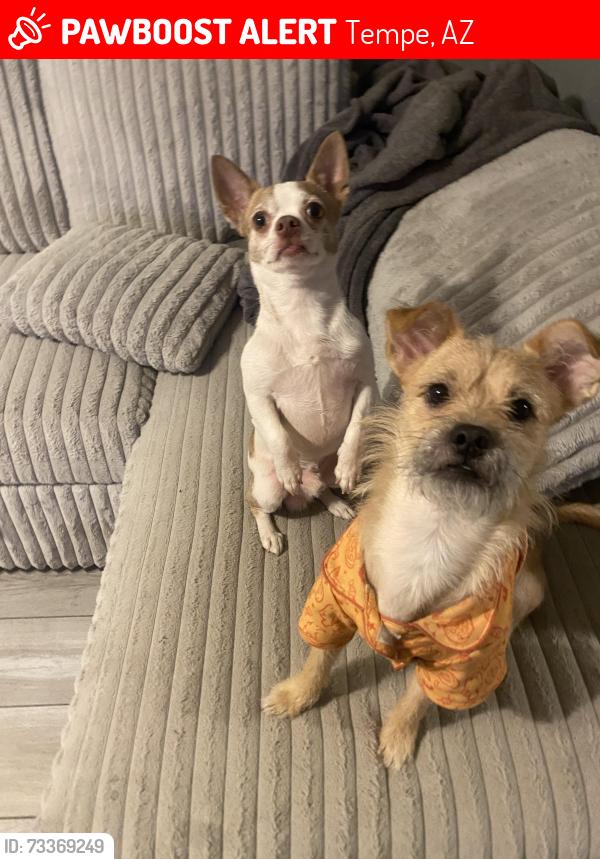 Lost Male Dog last seen Near s priest dr, Tempe, AZ 85282