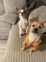Lost Male Dog last seen Near s priest dr, Tempe, AZ 85282
