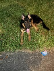 Found/Stray Male Dog last seen Chaseridge, Missouri City, TX 77489
