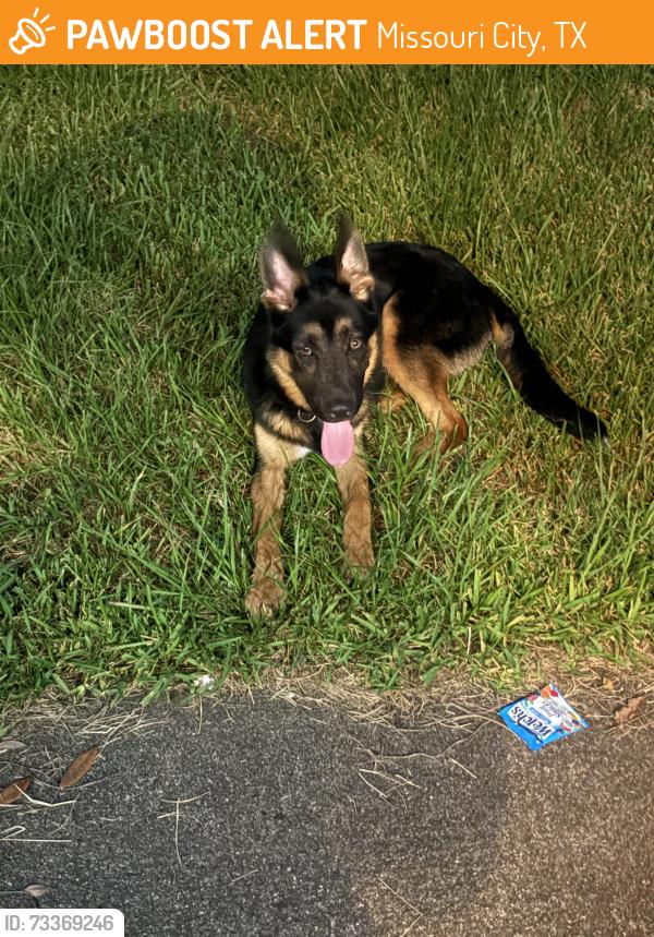 Found/Stray Male Dog last seen Chaseridge, Missouri City, TX 77489