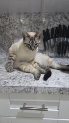 Lost Male Cat last seen Near sw 152 ave, Homestead, FL 33030