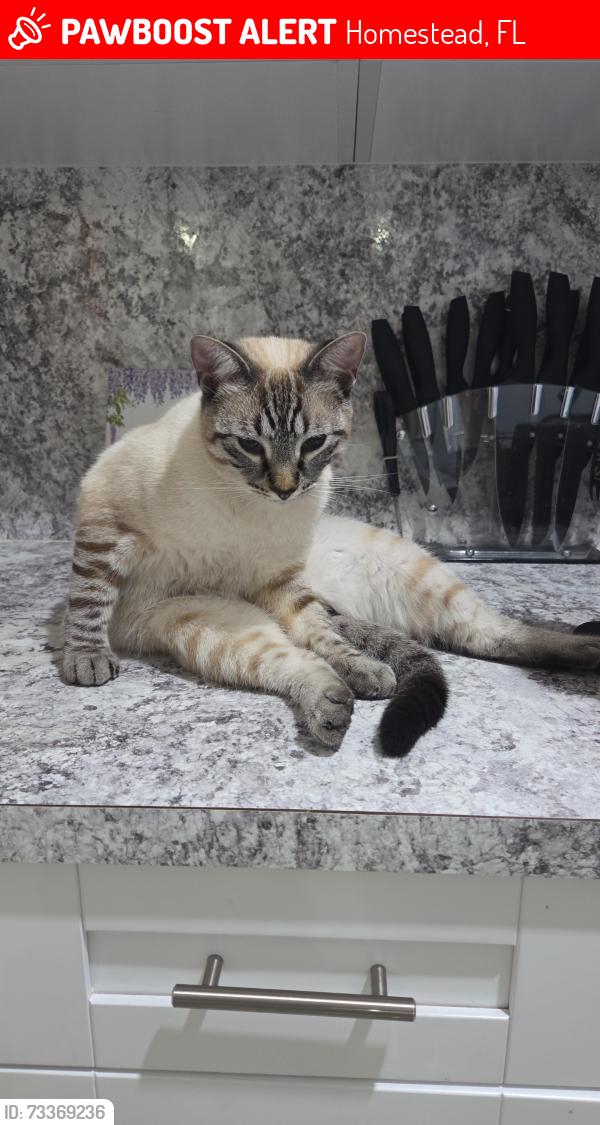 Lost Male Cat last seen Near sw 152 ave, Homestead, FL 33030