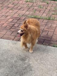 Reunited Male Dog last seen Forest ridge neighborhood, Memorial Northwest, TX 77379