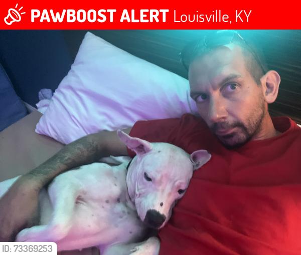 Lost Female Dog last seen Motel 6, Louisville, KY 40213