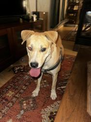 Found/Stray Female Dog last seen 10th St/Stover Ave at Tingley Park near Zoo, Albuquerque, NM 87102
