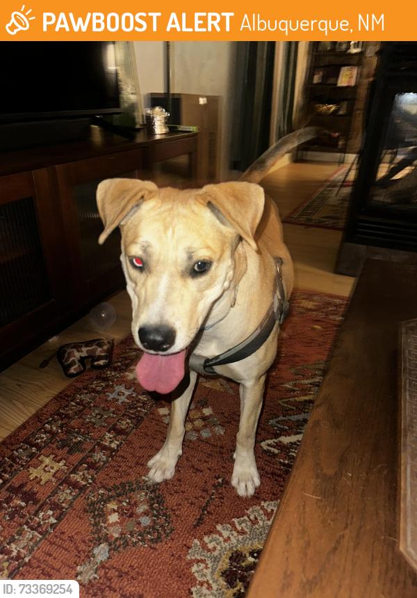 Found/Stray Female Dog last seen 10th St/Stover Ave at Tingley Park near Zoo, Albuquerque, NM 87102