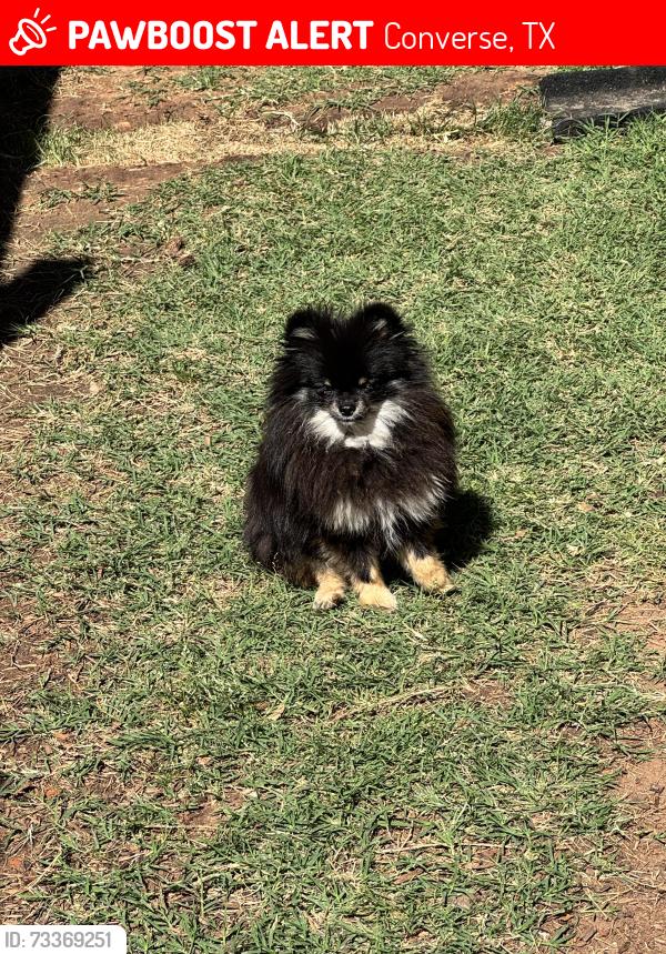 Lost Female Dog last seen Shawnee bluff, Converse, TX 78109
