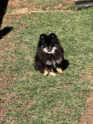 Lost Female Dog last seen Shawnee bluff, Converse, TX 78109