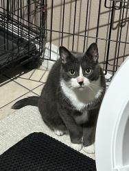Lost Male Cat last seen Garden Grove & Fairview, Garden Grove, CA 92843