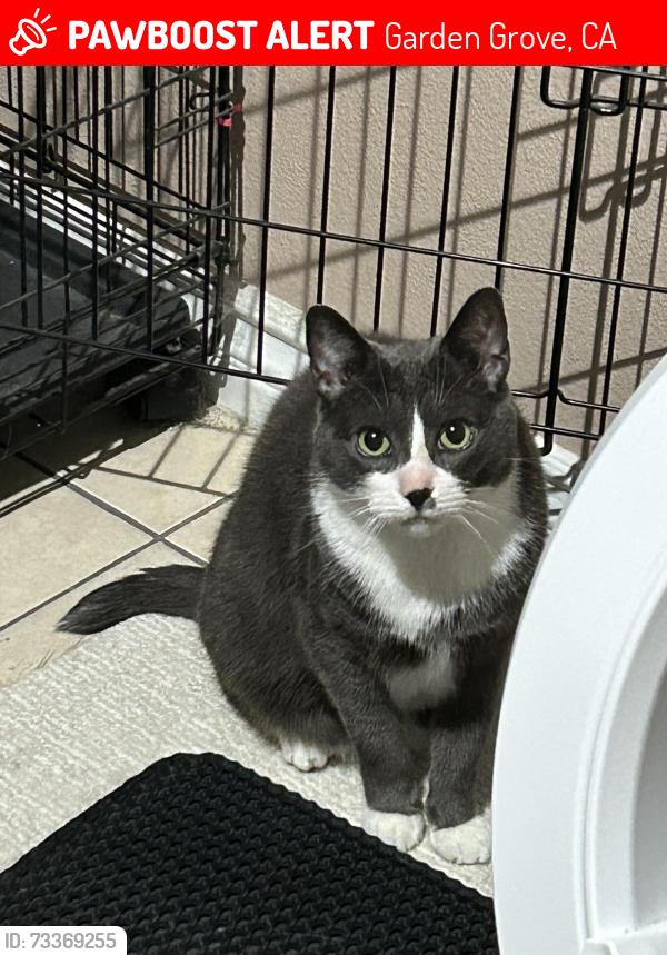Lost Male Cat last seen Garden Grove & Fairview, Garden Grove, CA 92843