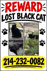 Lost Male Cat last seen Victor St and Paulus Dallas Tx 75214, Dallas, TX 75214
