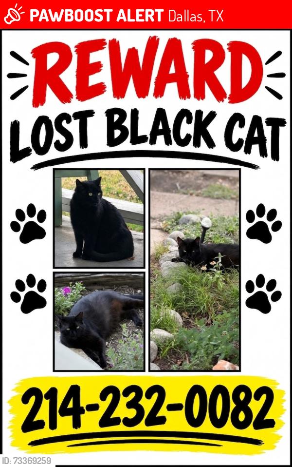 Lost Male Cat last seen Victor St and Paulus Dallas Tx 75214, Dallas, TX 75214