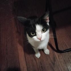 Reunited Female Cat last seen Appian Way and Manor Rd, El Sobrante, CA 94803