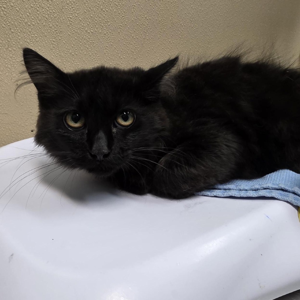 Shelter Stray Male Cat last seen , 2608 Center St, Tacoma, WA 98409, USA