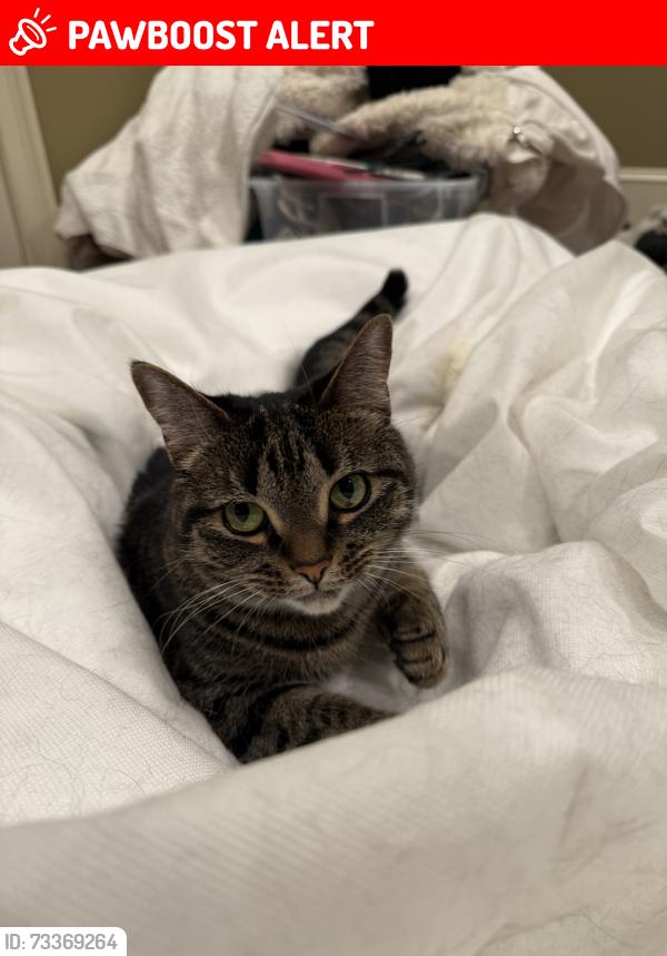 Lost Female Cat last seen neighboorhood off Batesville Rd., Greenville County, SC 29651