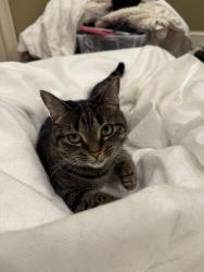 Lost Female Cat last seen neighboorhood off Batesville Rd., Greenville County, SC 29651