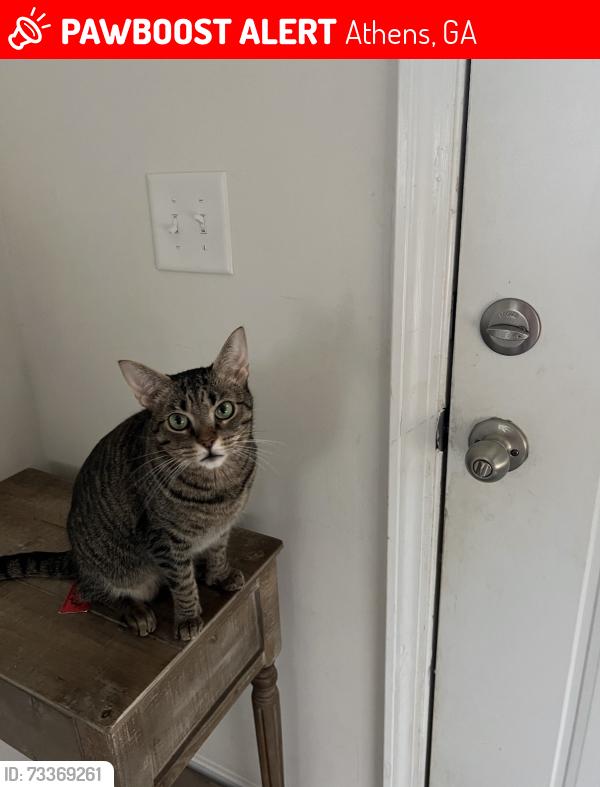 Lost Female Cat last seen Woodsong avenue, Athens, GA 30605
