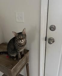 Lost Female Cat last seen Woodsong avenue, Athens, GA 30605
