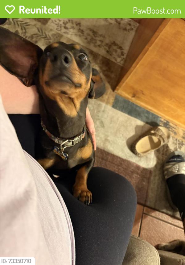Reunited Male Dog last seen Leonhardt Rd, San Antonio, TX 78233