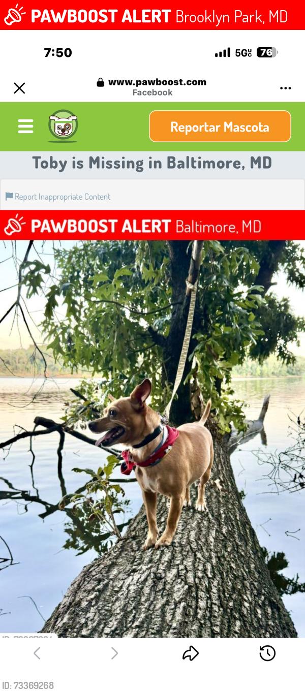 Lost Male Dog last seen Broklyn park MD. Serca de la Jeffrey St, Brooklyn Park, MD 21225