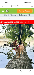 Lost Male Dog last seen Broklyn park MD. Serca de la Jeffrey St, Brooklyn Park, MD 21225