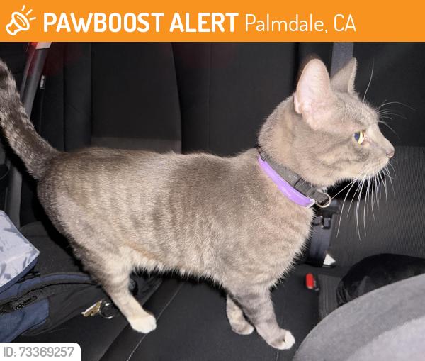 Found/Stray Unknown Cat last seen Near planet fitness and Walmart on 10th., Palmdale, CA 93350