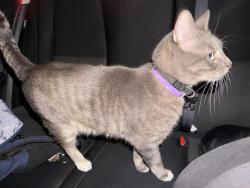 Found/Stray Unknown Cat last seen Near planet fitness and Walmart on 10th., Palmdale, CA 93350