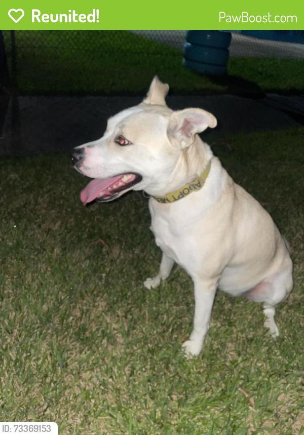 Reunited Female Dog last seen Synott and Westpark, Houston, TX 77077