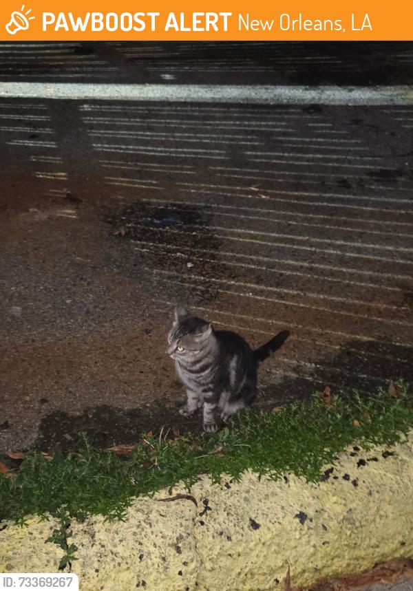 Found/Stray Unknown Cat last seen Julia and Camp Streets Near Sofia Restaurant and the auto store on the corner., New Orleans, LA 70119