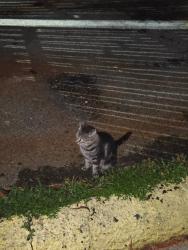Found/Stray Unknown Cat last seen Julia and Camp Streets Near Sofia Restaurant and the auto store on the corner., New Orleans, LA 70119